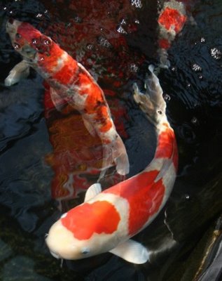 japanese koi fish